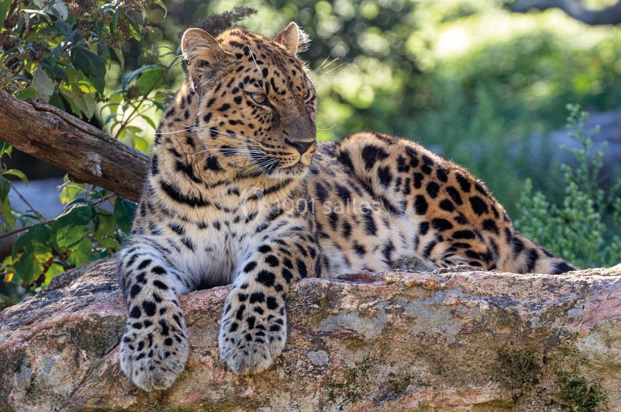 Location salle Ardes (Puy-de-Dôme) - Parc Animalier D'auvergne #1